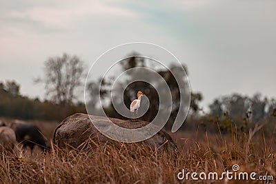 Buffalo eating grass at the field with bird in the evening Stock Photo