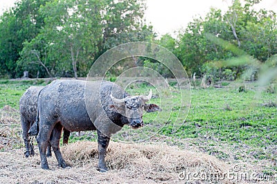 Buffalo Stock Photo