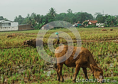 A buffalo eats grass on the edge of a rice field Editorial Stock Photo