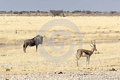 Buffalo at Etosha Stock Photo