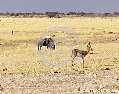 Buffalo at Etosha in Namibia savannah Stock Photo