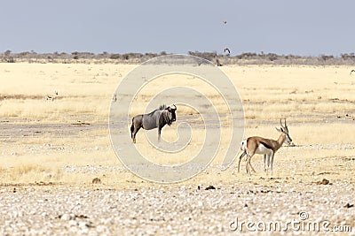 A buffalo at Etosha Stock Photo