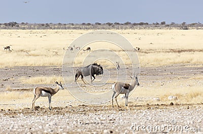 Buffalo at Etosha national park Stock Photo