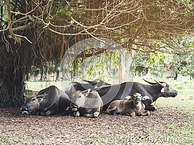 Buffalo family sit under the tree outdoor wildlife Stock Photo