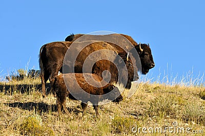 Buffalo family standing on a hillside. Stock Photo