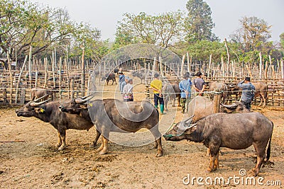 Buffalo in farm Thai Buffalo in farm background Buffalo in thailand Stock Photo