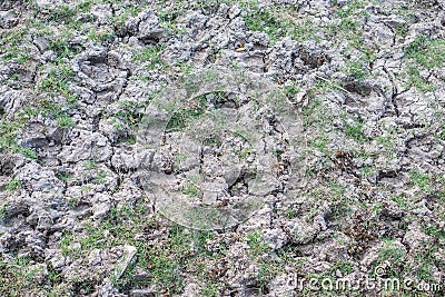 Buffalo footprints on dry muddy ground Stock Photo