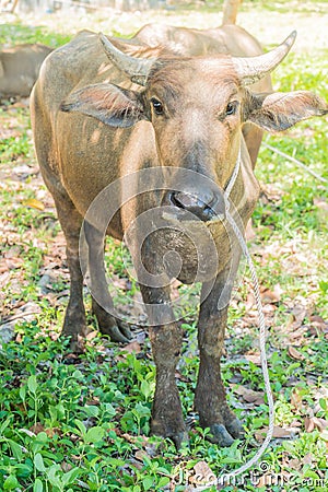 buffalo on grass Stock Photo