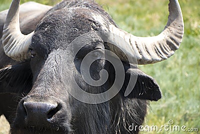 buffalo head close up. The buffalo looks at the camera. Bison portrait Stock Photo