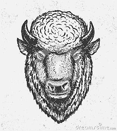 The buffalo head Vector Illustration