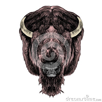 The Buffalo head Vector Illustration