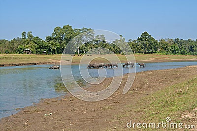 Buffalo herd crossing river, Nepal Stock Photo