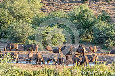 Buffalo herd drinking at sunset Stock Photo