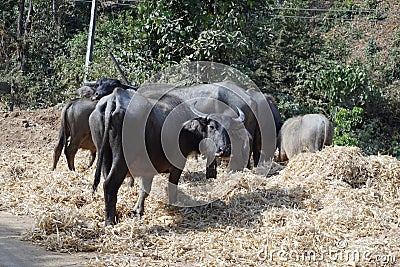 Buffaloes herd is eating straw Stock Photo