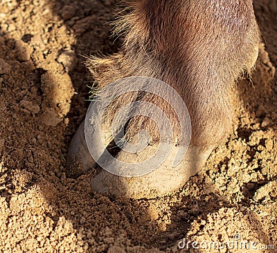Buffalo hoof on the ground Stock Photo