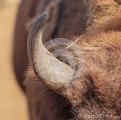 Buffalo Horn at the Zoo Stock Photo