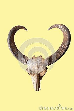 Buffalo horns, buffalo head bones Stock Photo