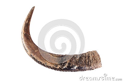 Buffalo horns on white. Stock Photo