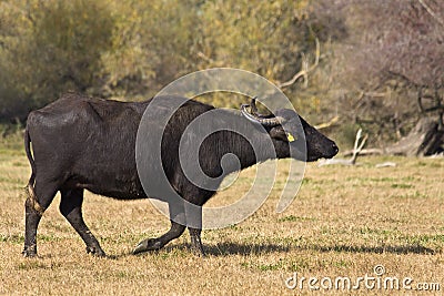 Buffalo at lake Kerkini in Greece Stock Photo