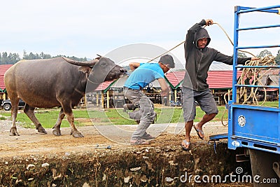 Buffalo led onto truck after being sold at market , Tanah Toraja, Indonesia Editorial Stock Photo