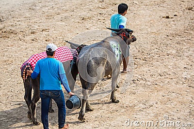 Buffalo move to starting stalls Editorial Stock Photo