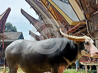 A buffalo in Obligatory within the custom Stock Photo