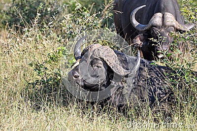 Buffalo and Oxpecker Stock Photo