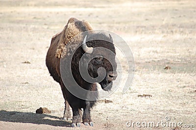 Buffalo with poop Stock Photo