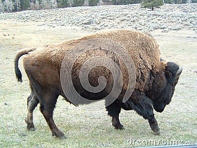 Buffalo range Stock Photo