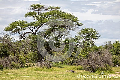 A buffalo resting under a giant acacia tree Stock Photo