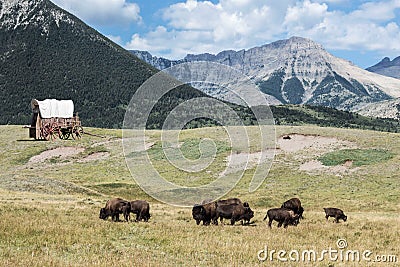 Buffalo roaming the land with a covered wagon sitting in the field with mountains looming. Stock Photo
