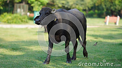 Buffalo running on the grass in the park Stock Photo