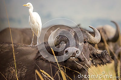 A buffalo shows us his teeth as an egret looks on Stock Photo