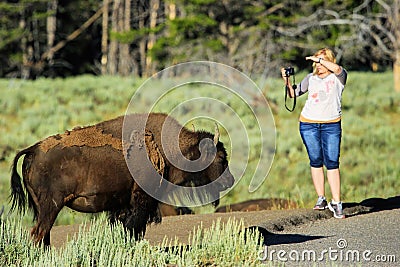 Buffalo standing close to a tourist in Yellowstone National Park, Wyoming Editorial Stock Photo