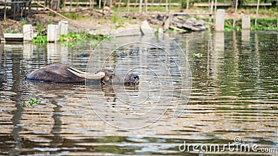 Buffalo swim on swamp water, Suphanburi Stock Photo