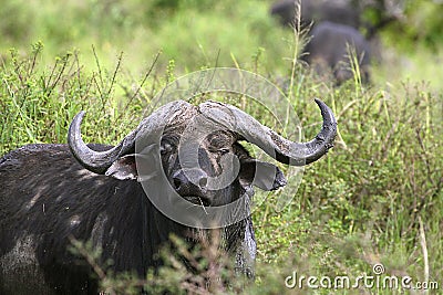 Buffalo (Syncerus caffer caffer) Stock Photo