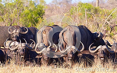 Buffalo (Syncerus caffer) in the wild Stock Photo