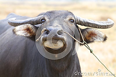 Buffalo Thai Stock Photo