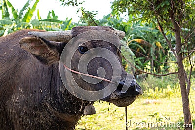 Buffalo thai Eating grass,Life ' Machine of Farmer. Original agri Stock Photo