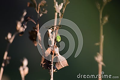 Buffalo treehopper Stock Photo