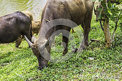 Buffalo walk eating grass in field. Buffalo portrait. Asian buffalo in farm in thailand .Close up. Stock Photo