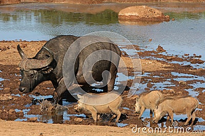 Buffalo and Warthogs Stock Photo