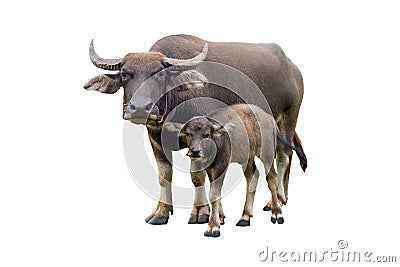 Buffaloes and baby buffalo gazing Bubalus bubalis or Thai domestic water buffalo isolate on white background Stock Photo