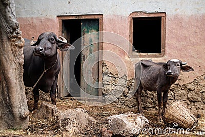 Buffaloes, Buffalo and calf pose together Stock Photo