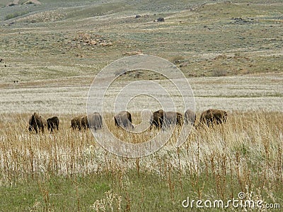 Buffaloes Grazing on a Plain Stock Photo