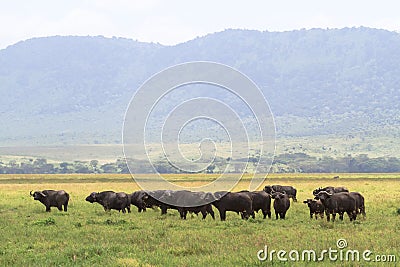 Buffaloes inside a volcano. NgoroNgoro, Tanzania Stock Photo