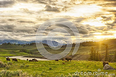 Buffaloes in Yelloswstone National Park Stock Photo