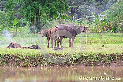 buffalos: animals, mammals, pets, because farmers feed cattle as Stock Photo