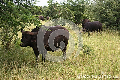 Tatanka Stock Photo