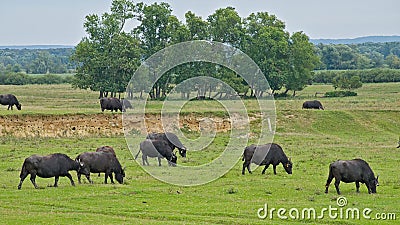 Buffalos's grazing in a meadow in the Hungarian countryside Stock Photo